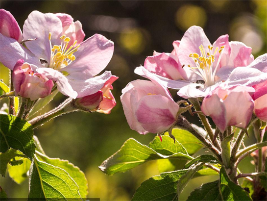 Flower and fruit promoting